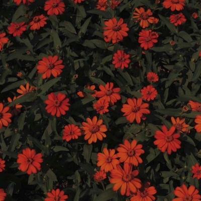 722cc大发彩神手机app下载